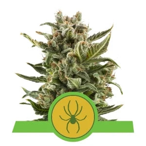 Buy Royal Queen Seeds White Widow Automatic Cannabis Seeds UK