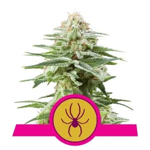 Buy Royal Queen Seeds White Widow Cannabis Seeds UK