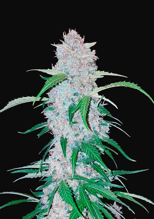 Buy Fast Buds Six Shooter Auto Cannabis Seeds in Manchester