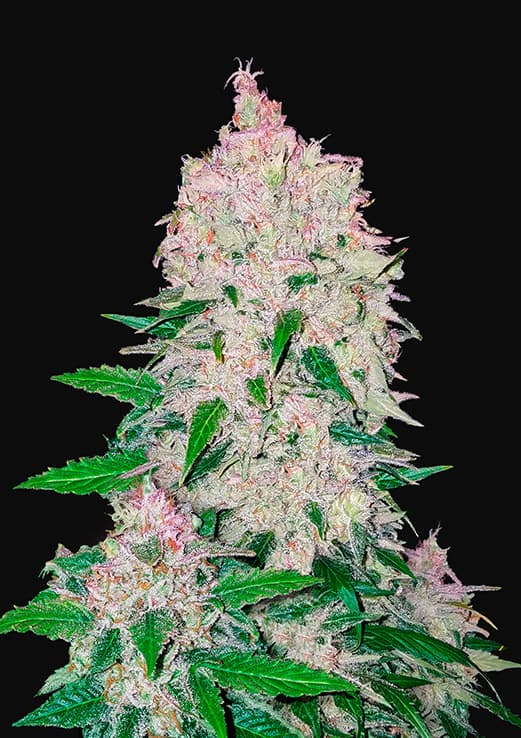 Buy Fast Buds Stardawg Auto Cannabis Seeds in Manchester