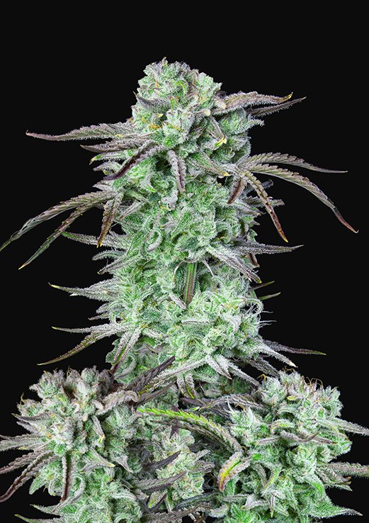 Buy Fast Buds Strawberry Banana Cannabis Seeds in Manchester
