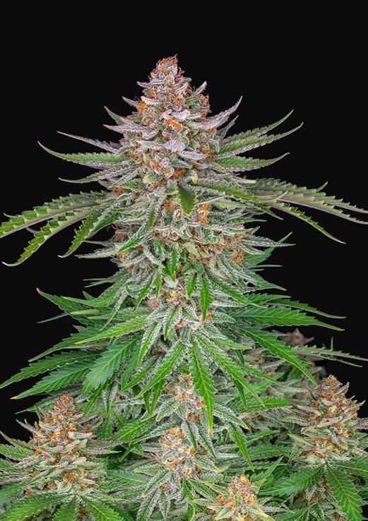 Buy Fast Buds Strawberry Pie Cannabis Seeds Pack of 5 UK