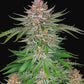 Buy Fast Buds Strawberry Pie Cannabis Seeds Pack of 1 UK