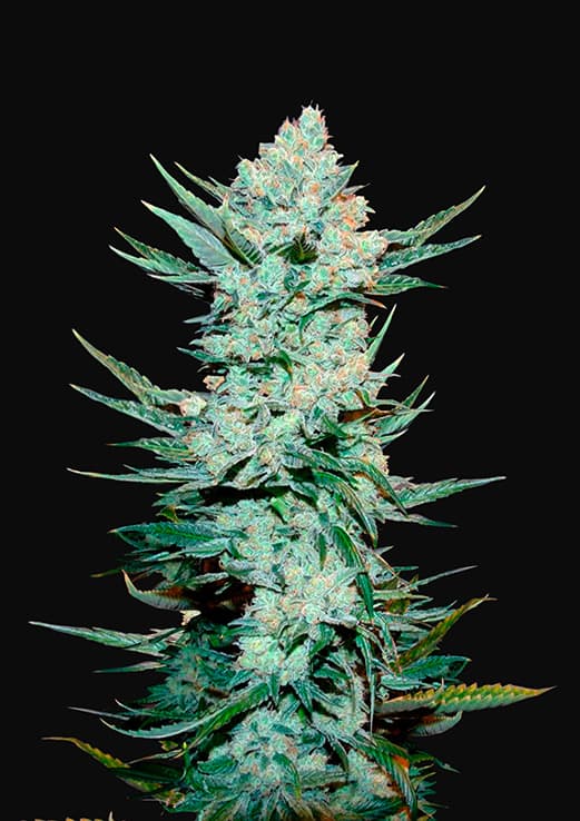 Buy Fast Buds Tangie Auto Cannabis Seeds in Manchester