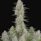Buy Fast Buds Wedding Cheesecake Cannabis Seeds Pack of 5 Manchester