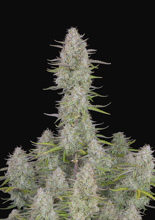 Buy Fast Buds Wedding Cheesecake Cannabis Seeds Pack of 5 Manchester