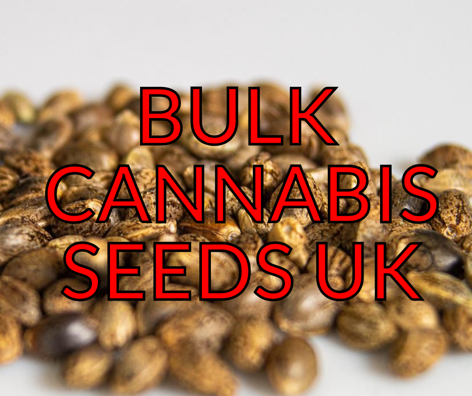 Bulk Cannabis Seeds