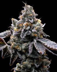 Buy Barneys Farm GMO Cookies Cannabis Seeds UK