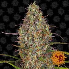 Buy Barneys Farm Glue Gelato Auto Cannabis Seeds UK