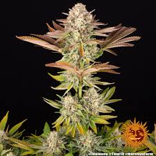 Buy Barneys Farm Jealousy Cannabis Seeds UK