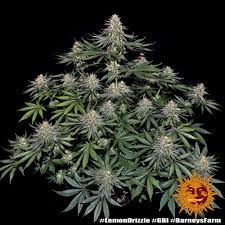 Buy Barneys Farm Lemon Drizzle Cannabis Seeds UK