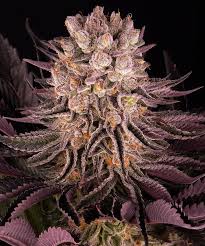 Buy Barneys Farm Mimosa x Orange Punch Cannabis Seeds UK