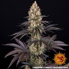 Buy Barneys Farm OG Kush Cannabis Seeds UK