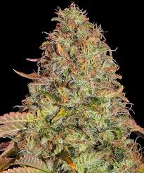 Buy Barneys Farm Original Z OG Auto Cannabis Seeds UK