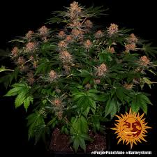 Buy Barneys Farm Purple Punch Auto Cannabis Seeds UK