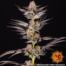 Buy Barneys Farm RS11 x Banana OG Cannabis Seeds UK
