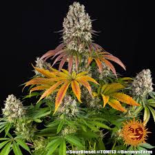 Buy Barneys Farm Sour Diesel Cannabis Seeds UK