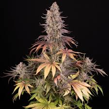 Buy Barneys Farm Sour Strawberry Cannabis Seeds UK