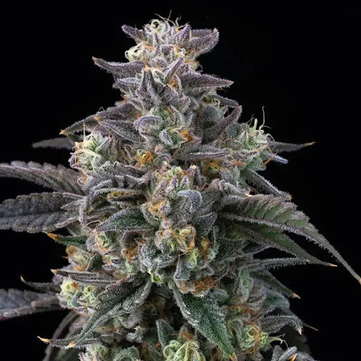 Buy Barneys Farm Super Boof Cannabis Seeds UK