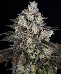 Buy Barneys Farm Trainwreck Cannabis Seeds UK