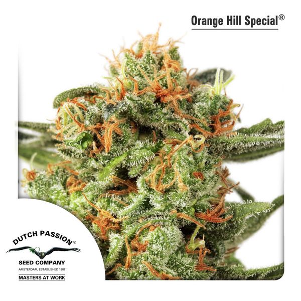 Buy Dutch Passion Orange Hill Special Cannabis Seeds UK