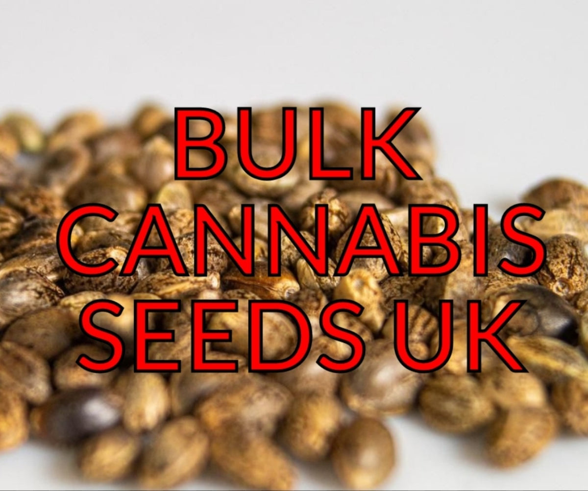 Bulk Cannabis Seeds UK