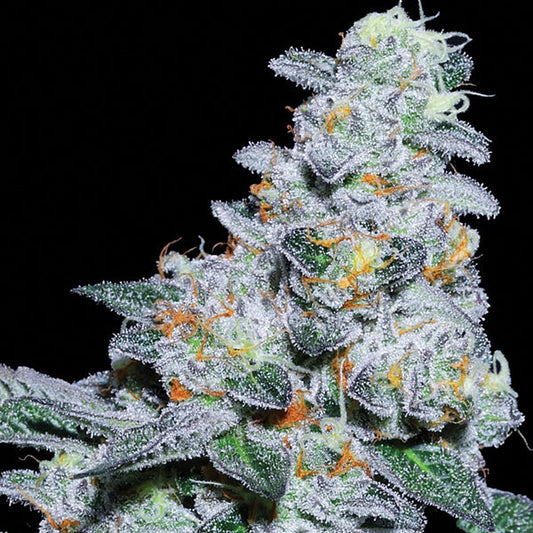 Anesia Seeds - Captain Future