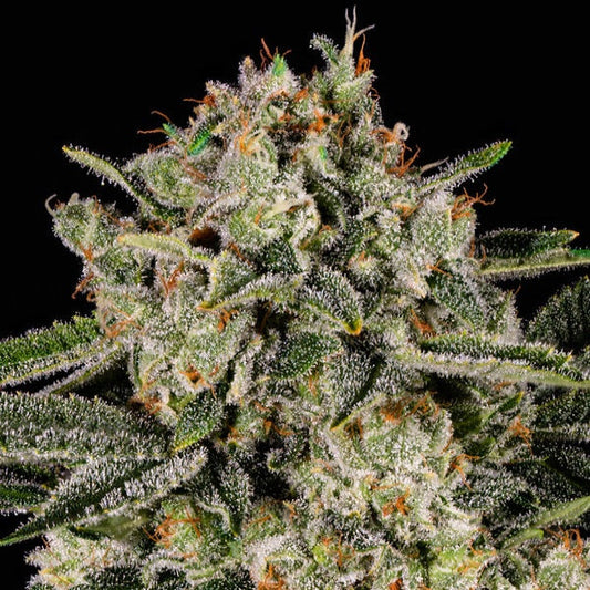 Buy Anesia Seeds Banana MAC Cannabis Seeds UK