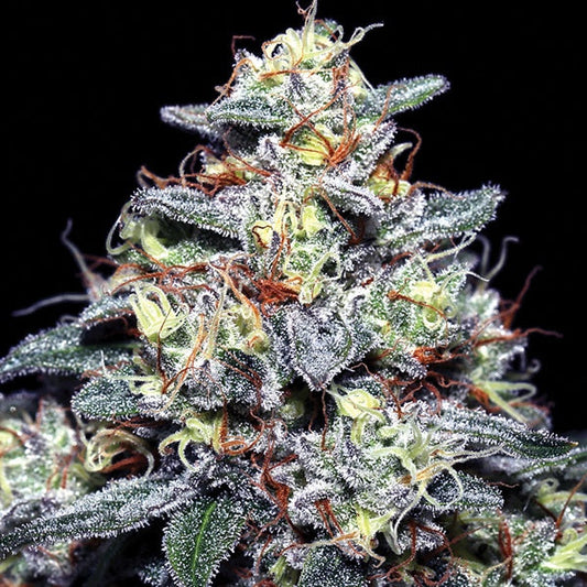 Anesia Seeds - Hyper Glue