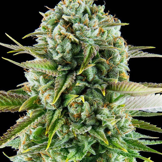 Buy Anesia Seeds Pink Starburst Cannabis Seeds UK