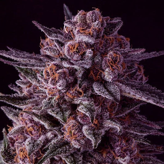 Buy Anesia Seeds Gelato Dream Cannabis Seeds UK