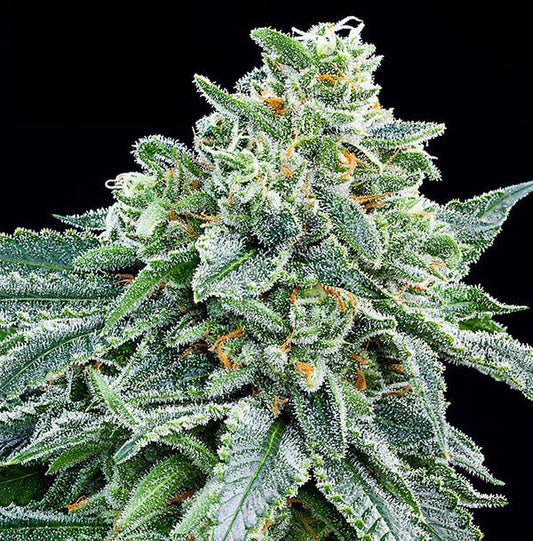 Buy Anesia Seeds Strawberry Tree Cannabis Seeds UK