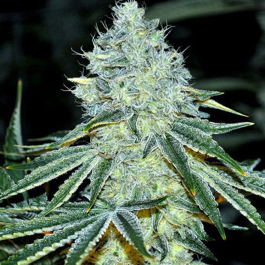 Buy Anesia Seeds MAC Cannabis Seeds UK