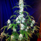 Buy Fast Buds West Coast OG Auto Cannabis Seeds in Manchester