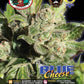 Buy Big Buddha Blue Cheese Cannabis Seeds UK