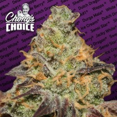 Blue Kush Berry Feminized