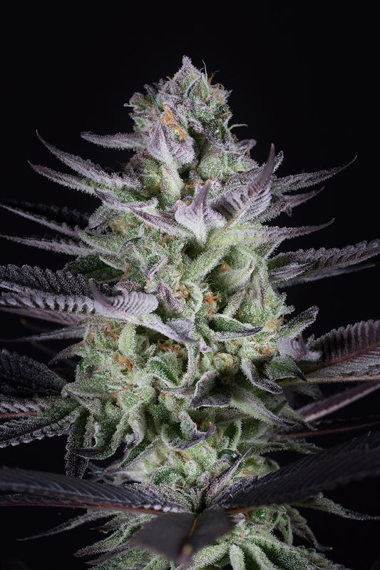 Buy Dinafem Blueberry Cookies Cannabis Seeds Pack of 5 Manchester