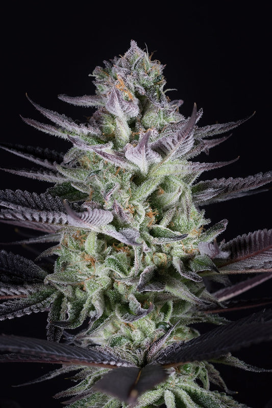 Buy Dinafem Blueberry Cookies Cannabis Seeds Pack of 10 Manchester