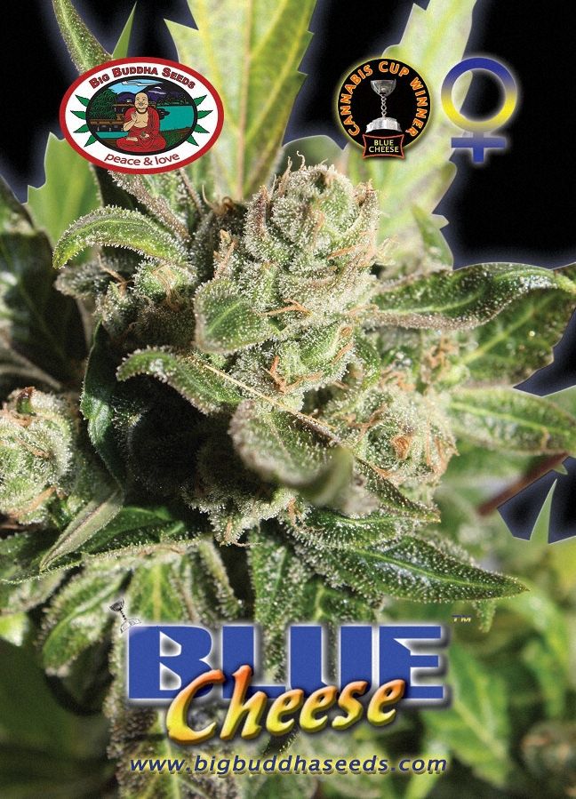 Buy Big Buddha Blue Cheese Cannabis Seeds UK