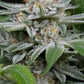 Buy Dinafem Gorilla Cannabis Seeds Pack of 10 Manchester