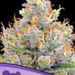 Buy Anesia Seeds Future #1 Cannabis Seeds UK