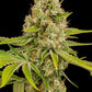 Buy Dinafem OG Kush Cannabis Seeds Pack of 10 Manchester