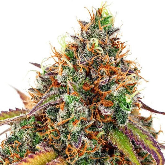 Anesia Seeds - Cherry Kiss