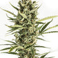 Buy Dinafem Amnesia XXL Autoflower Cannabis Seeds Pack of 5 Manchester