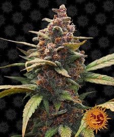 Buy Barneys Farm Ayahuasca Purple Cannabis Seeds Pack of 10 in Manchester