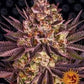 Barneys Farm Biscotti Mintz Cannabis Seeds Pack of 5 in Manchester