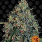 Barneys Farm Blueberry OG Cannabis Seeds Pack of 10 in Manchester