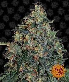 Barneys Farm Blueberry OG Cannabis Seeds Pack of 10 in Manchester