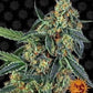 Buy Barneys Farm Cookies Kush Cannabis Seeds Pack of 5 in Manchester