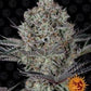 Buy Barneys Farm Dos Si Dos 33 Cannabis Seeds Pack of 10 in Manchester